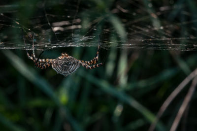 Close-up of spider on web