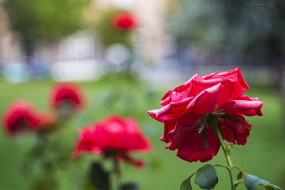 Close-up of pink flowers