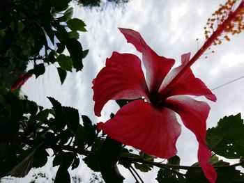 Close-up of red hibiscus blooming against sky