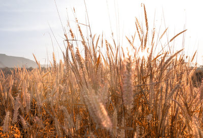 Scenic view of wheat field against sky