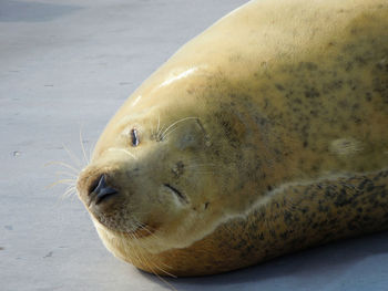 Close-up of sea lion at beach