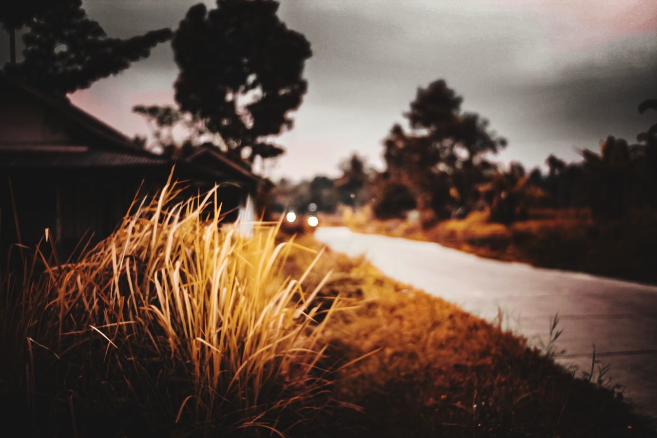 morning, light, plant, sunlight, darkness, sky, cloud, nature, reflection, tree, no people, grass, land, outdoors, dusk, beauty in nature, water, focus on foreground