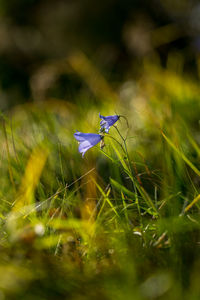 nature
