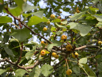 Close-up of cherry blossoms on branch