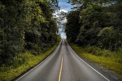 Country road amidst trees in forest