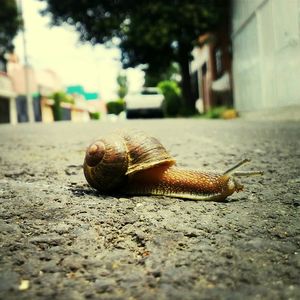 Surface level of snail