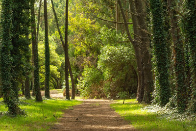 Footpath amidst trees in forest