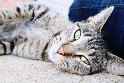 Close-up portrait of cat lying down