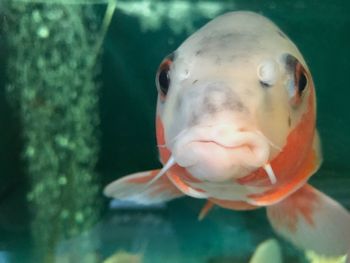 Close-up of fish swimming in aquarium