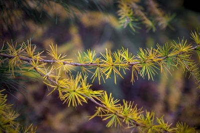 Detail closeup shot of larch tree branch during autumn with changing needle colors