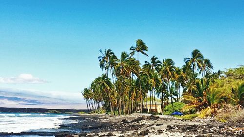 Palm trees on shore