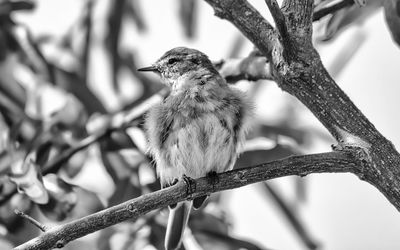 Close-up of bird perching on tree