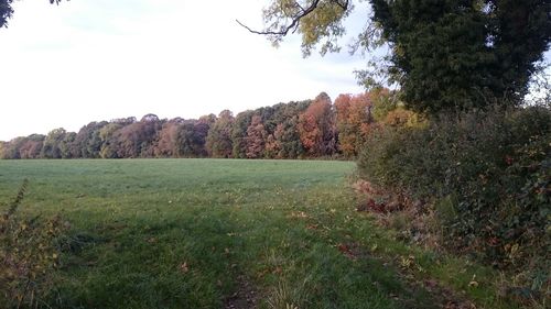 Scenic view of agricultural field against sky