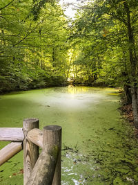 Wooden posts in lake in forest