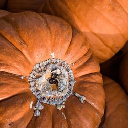 Close-up of pumpkin