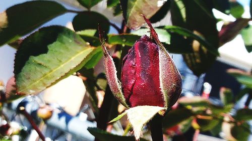 Close-up of plant growing outdoors