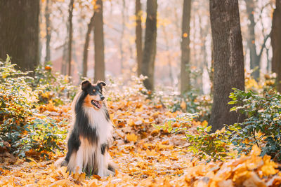 Portrait of fox standing in forest