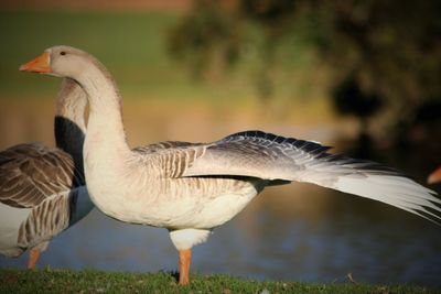 Close-up of duck on grass