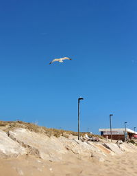 Seagull flying above the sky