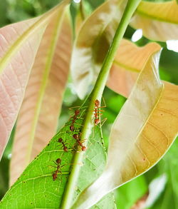 Close-up of grasshopper on leaf