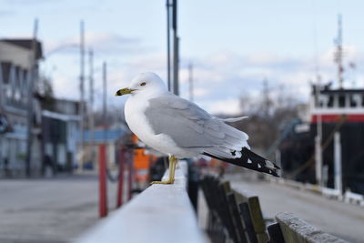 Close-up of seagull perching on wooden post