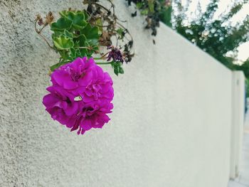 Close-up of pink flowers blooming outdoors