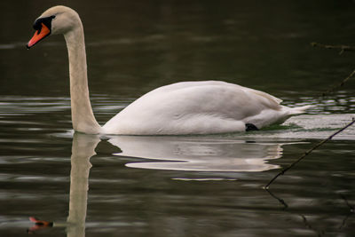 Swan swimming in lake