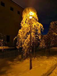 Illuminated tree by building during winter at night