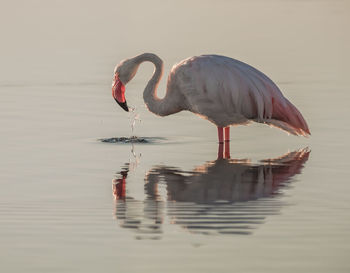 Side view of flamingo with reflection