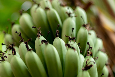 Close-up of fruits growing on tree