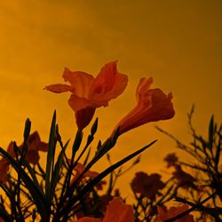 Close-up of orange flowering plant against sky during sunset