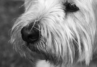Close-up of dog