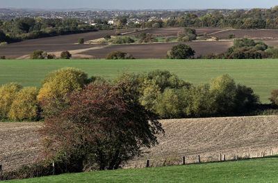 Scenic view of farm