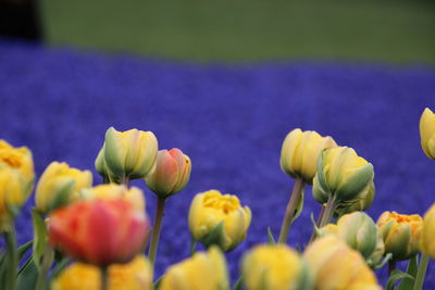 Close-up of yellow flowering plants growing on field