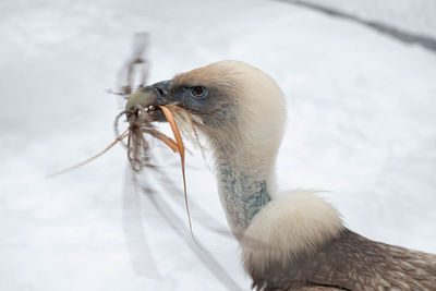 Close-up of a bird on snow