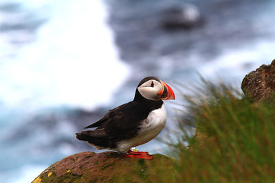 Close-up of bird perching on rock