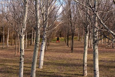 Man walking on bare trees in forest during autumn