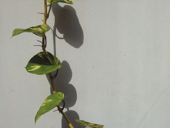 Close-up of plant against white wall