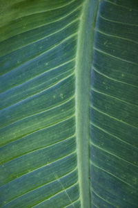 Full frame shot of palm leaf