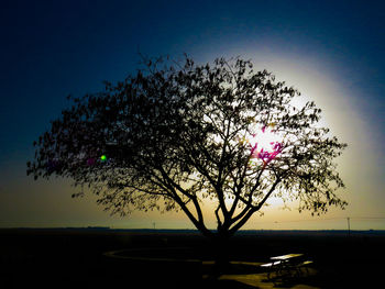 Silhouette tree by sea against sky during sunset