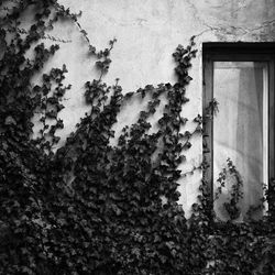 Ivy growing on wall of old building