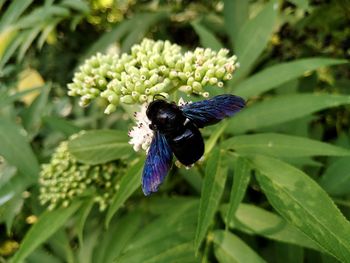 Close-up of butterfly pollinating on purple flower