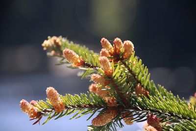 Close-up of plant growing on tree