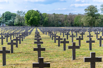 A lot of small, concrete crosses at the german war cemetery in the netherlands.