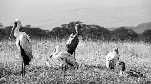 Birds on field against sky