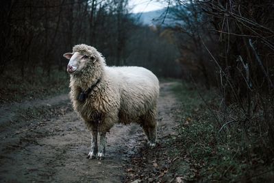 Sheep on tree