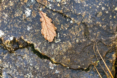 High angle view of dried autumn leaf on rock