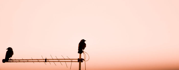 Low angle view of silhouette birds perching on pole against clear sky