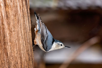 Close-up of bird perching on tree trunk