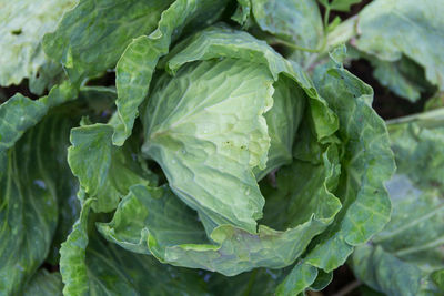 Full frame shot of green leaves